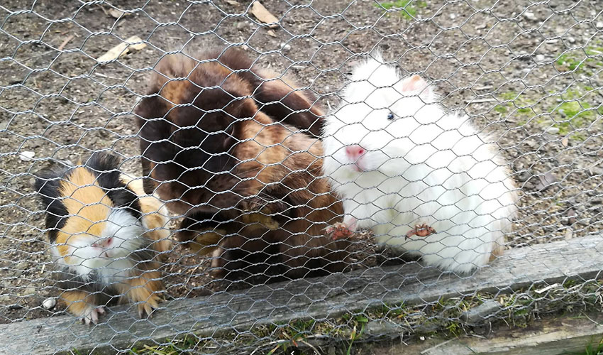 Alpengasthof-Sonnenstein-Kinderparadies
